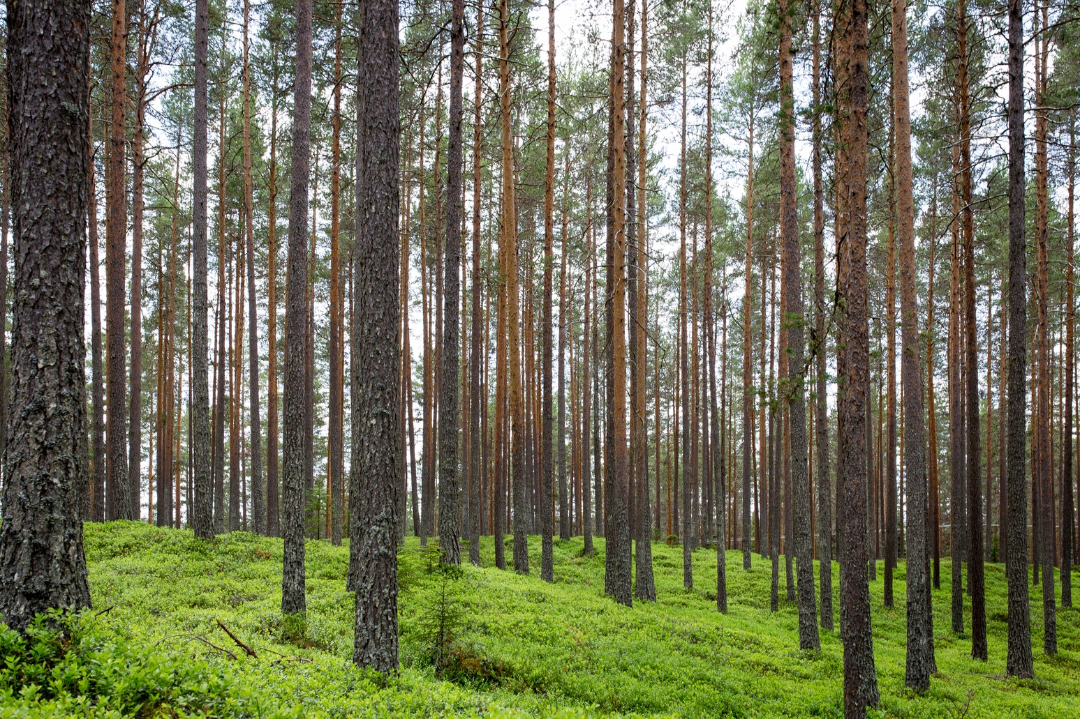 See the Forest through the trees